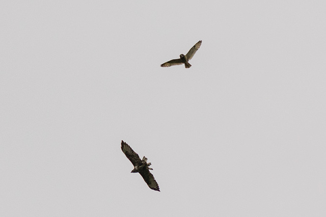 Buzzard and Short Eared Owl