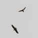 Buzzard and Short Eared Owl