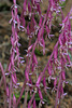 Corallorhiza mertensiana (Mertens' Coralroot orchid)