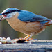 Nuthatch25