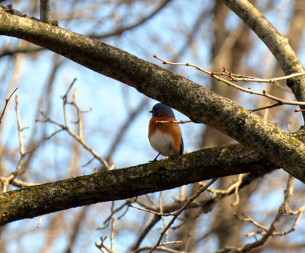 Eastern Bluebird