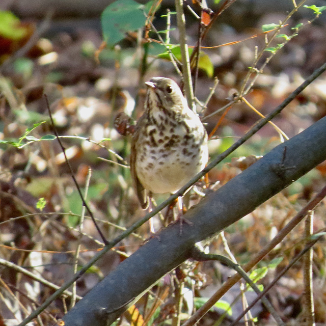 Hermit thrush