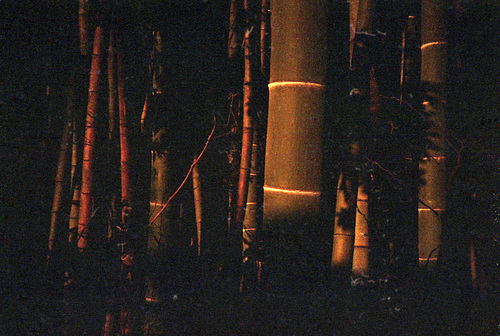 In a bamboo forest