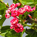 20230514 0116CPw [D~LIP] Rotdorn (Crataegus laevigata '‚Paul’s Scarlet‘ (cultigen)), Bad Salzuflen