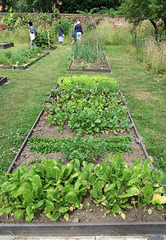Raised bed with salad crops