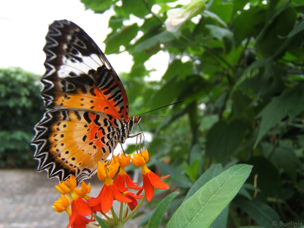 Leoparden Netzflügler - Cethosia cyane (© Buelipix)