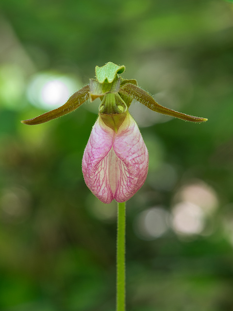 Cypripedium acaule (Pink Lady's-slipper orchid)