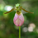 Cypripedium acaule (Pink Lady's-slipper orchid)