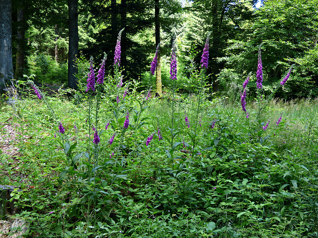 Digitalis