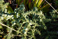 Juniperus, Praia da Ursa