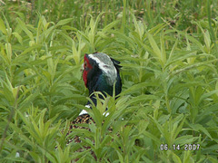 pheasant at farm