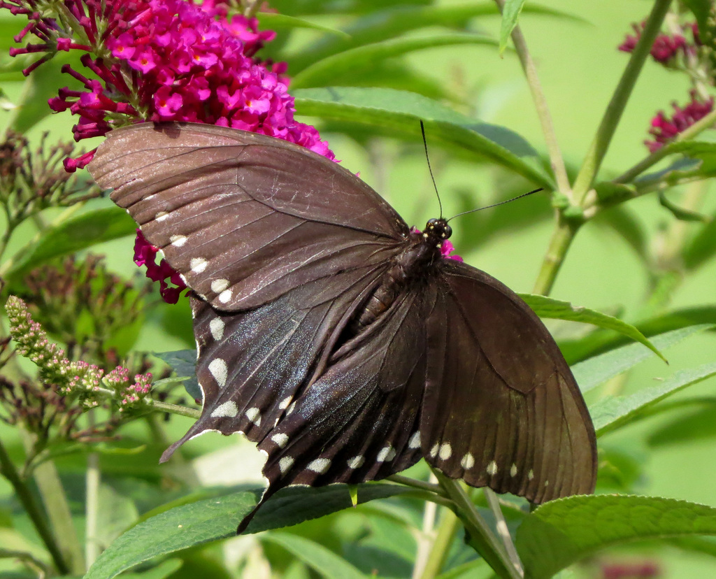 Spicebush Swallowtail (Papilio troilus)