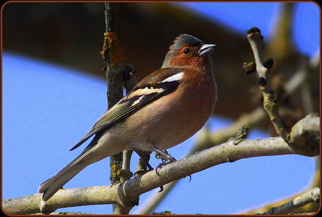 Pinson des arbres