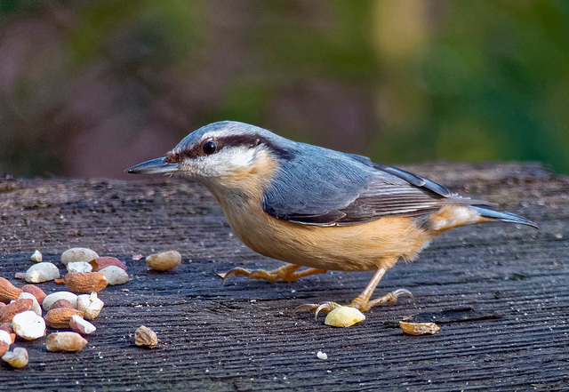 Nuthatch26