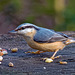 Nuthatch26