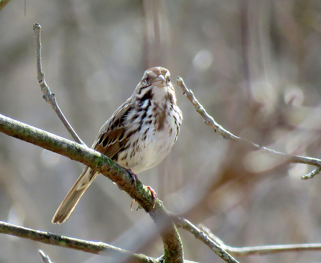 Song sparrow (Melospiza melodia)