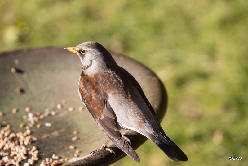 Fieldfare