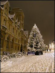 Oxford Christmas Tree