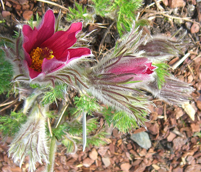 Pulsatilla