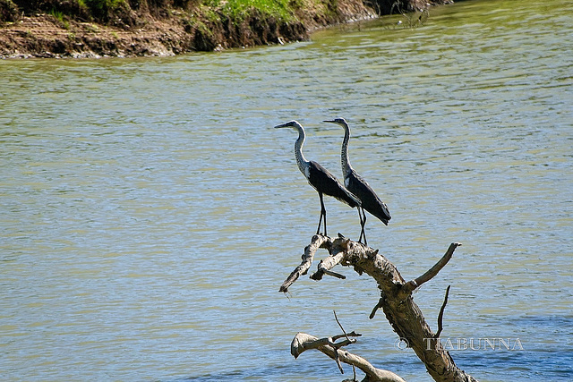 White-necked Herons