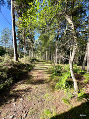 Early morning summer sunshine in the Rafford Woods