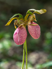 Cypripedium acaule (Pink Lady's-slipper orchid)