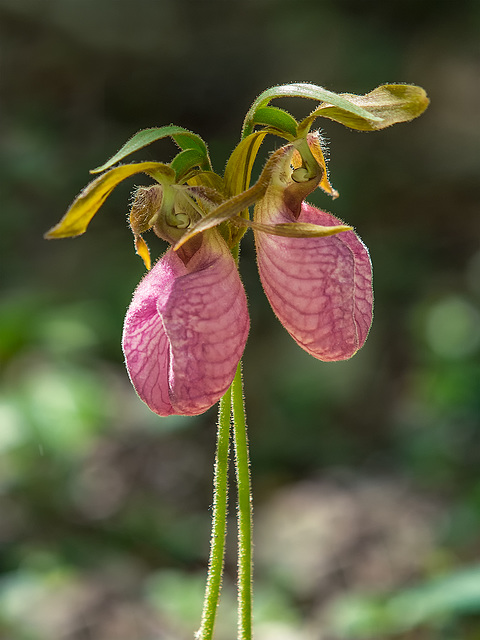 Cypripedium acaule (Pink Lady's-slipper orchid)