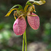 Cypripedium acaule (Pink Lady's-slipper orchid)