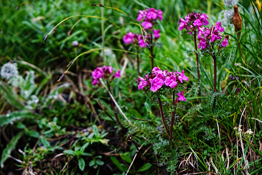 Kopf-Läusekraut - Pedicularis rostratocapitata - Lousewort