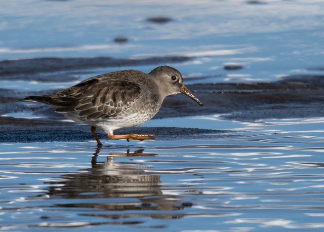 Purple Sandpiper