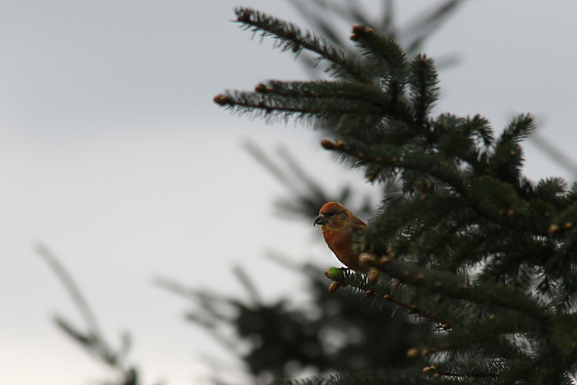 A male Crossbill