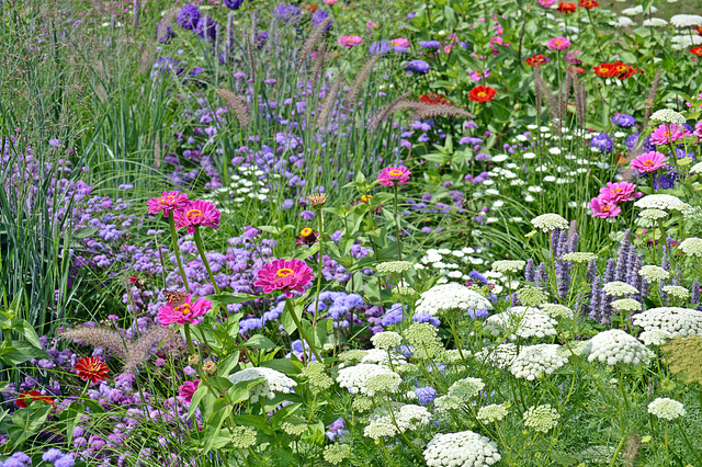 Bienenfreundliche Magerwiese