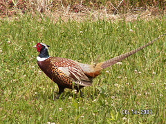 Pheasant at farm