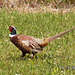 Pheasant at farm