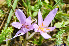 Herbstzeitlose (Colchicum autumnale)