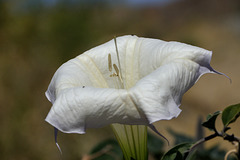 Sacred Datura