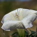 Sacred Datura