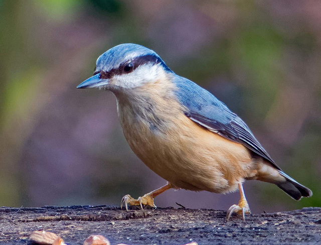 Nuthatch27