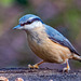 Nuthatch27