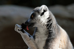 Katta (Tropenaquarium Hagenbeck)