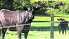 Cattle Behind Fence.