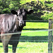 Cattle Behind Fence.