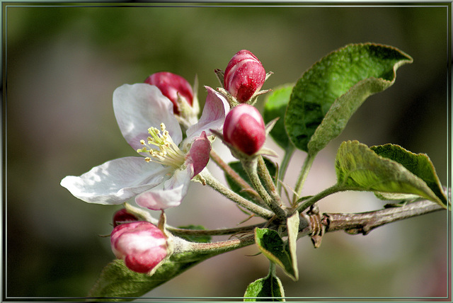 Apfelblüten. ©UdoSm