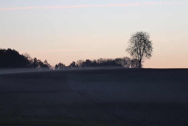 Brume matinale