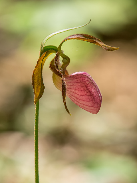 Cypripedium acaule (Pink Lady's-slipper orchid)