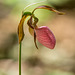 Cypripedium acaule (Pink Lady's-slipper orchid)