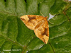 1756 Eulithis populata (Northern Spinach)