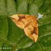 1756 Eulithis populata (Northern Spinach)