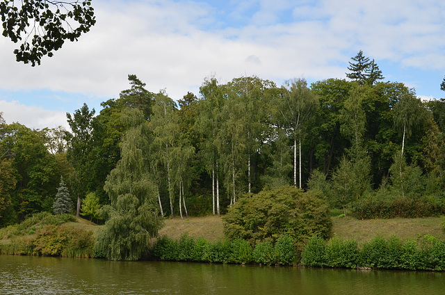 Тростянецкий дендропарк, Березы на берегу озера / Trostyanets Arboretum, Birches at the lake