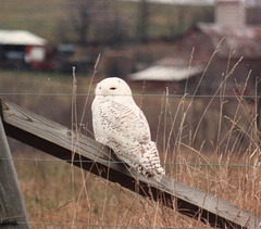 Snowy Owl